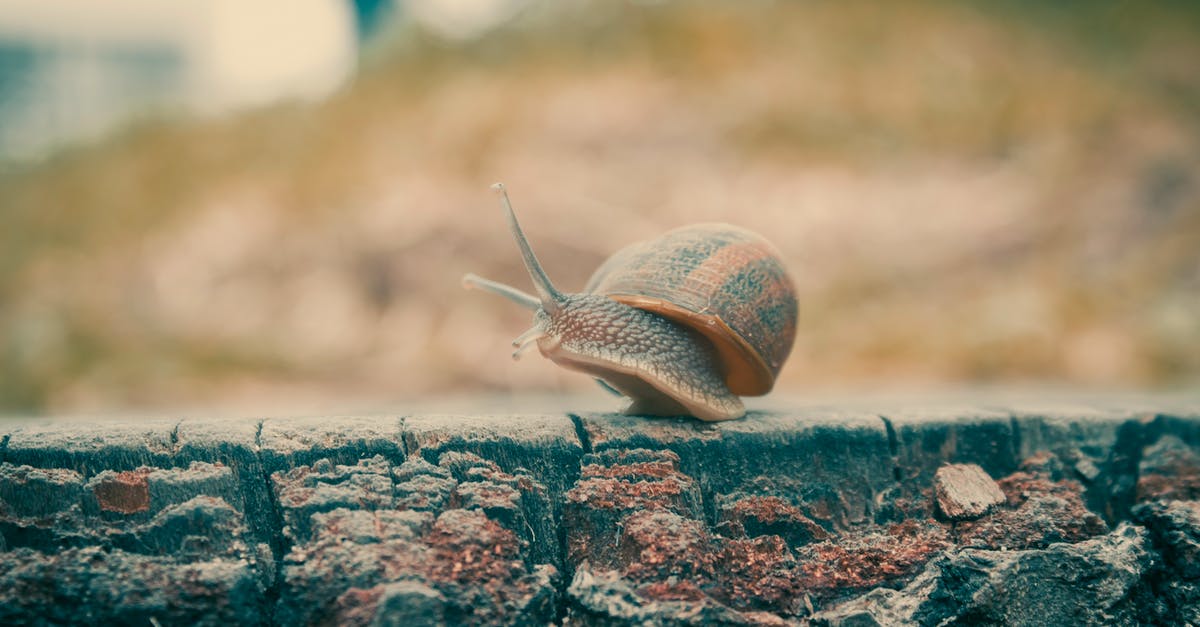 Walking around someone who is moving in Slow Motion? - Brown Snail on Gray Concrete Surface
