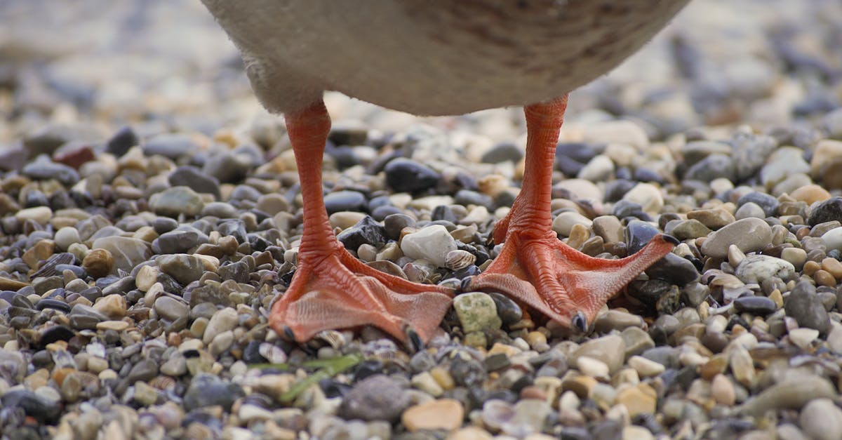 Was any of 'The Hunt for Red October' necessary? - Crop wild duck with gray plumage and red paws standing on wet small pebbles