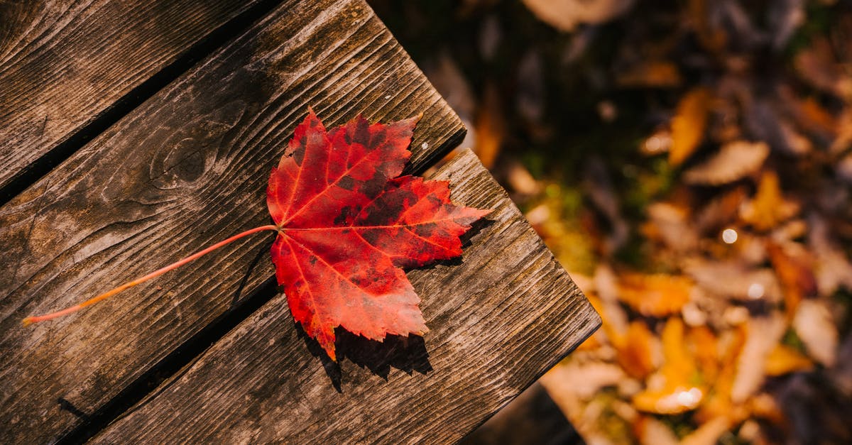 Was any of 'The Hunt for Red October' necessary? - From above of dry maple leaf on wooden planks in forest with fallen foliage on ground on autumn day in nature