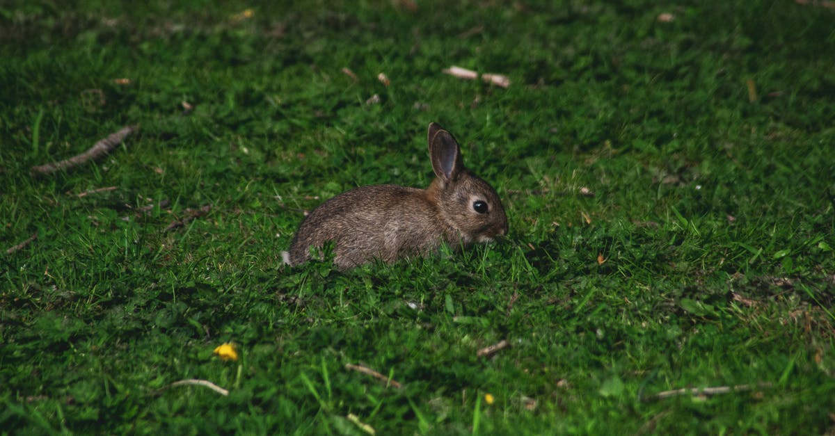 Was Bugs Bunny always The Animator? - Photo of Rabbit on Green Grass