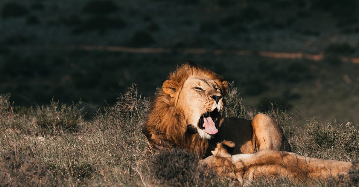 Was Leo the Lion going to play the Cowardly Lion in The Wizard of Oz? - Lion playing with lioness while yawning on meadow