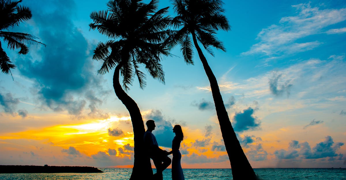 Was Margot Having an Affair with Eli? - Silhouette Photo of Male and Female Under Palm Trees