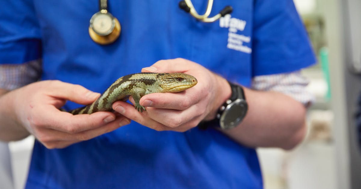 Was McMurphy a WW2 vet? - Veterinarian Holding a Blue-Tongued Lizard
