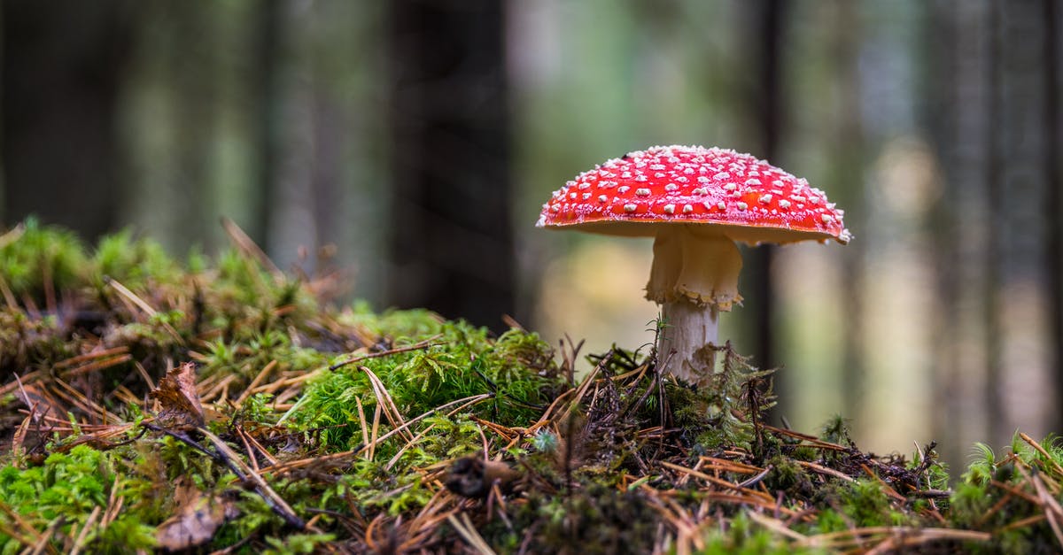 Was Solomon Northup poisoned? - Closeup Photo of Red and White Mushroom