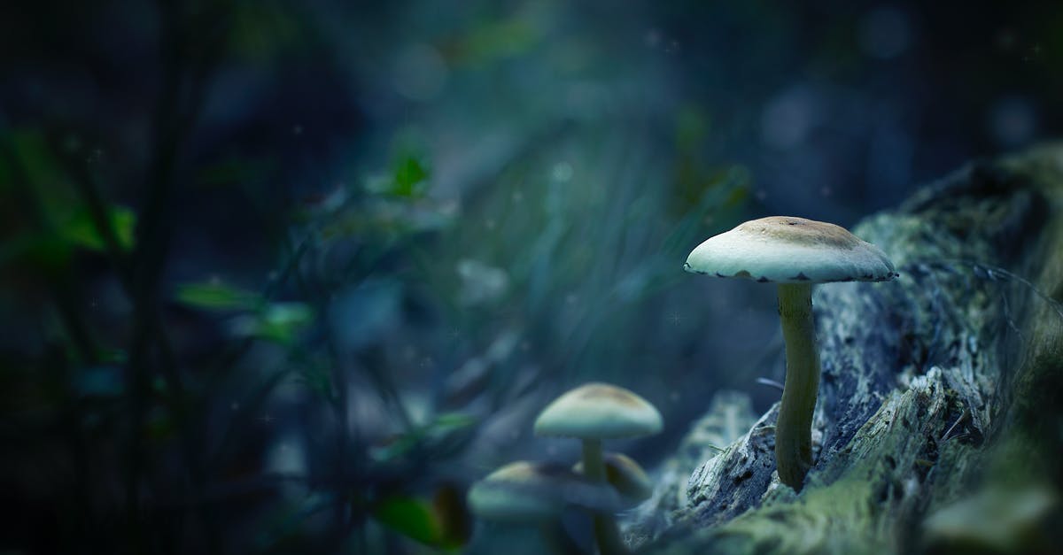 Was Solomon Northup poisoned? - White Mushrooms Digital Wallpaper
