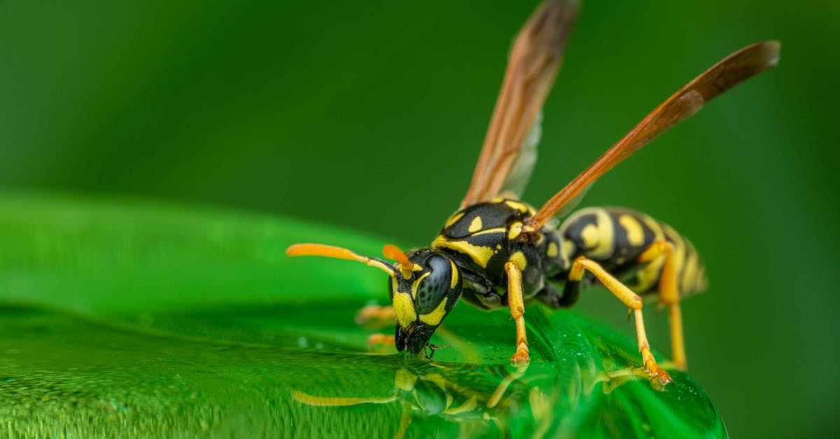Was the Batman / Green Hornet crossover the first filmed Bruce Lee fight? - Closeup wild wasp standing on lush green plant leaf and sipping clean water after rain in nature
