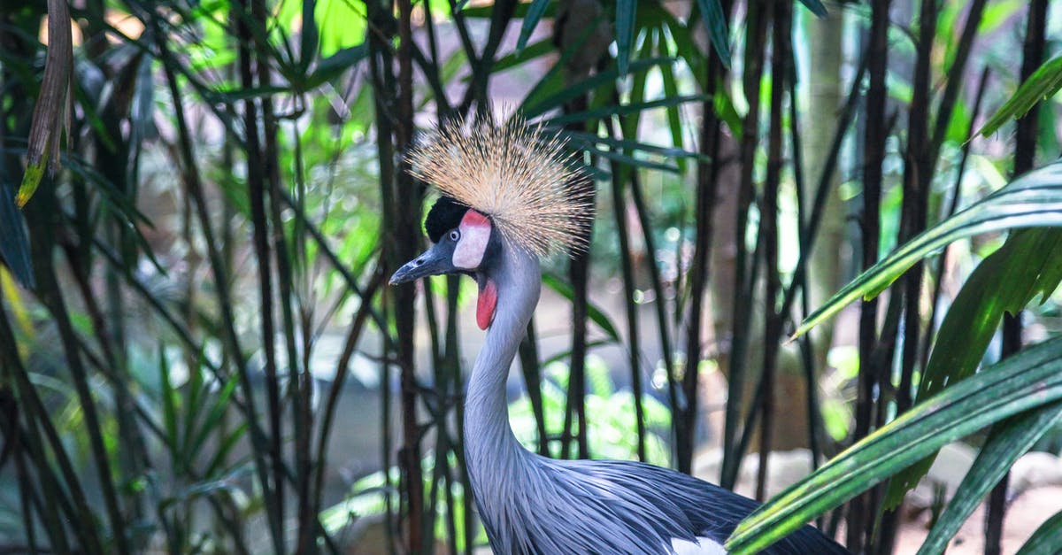 Was the Golden Crown given to anyone else before? - Wild crane with gray plumage and crown of golden feathers on head and red inflatable throat pouch standing in tropical forest among plants with leaves and stems