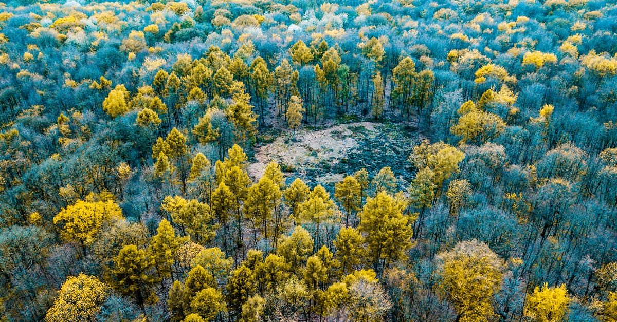 Was the Johnny B. Goode scene from Back to The Future inspired from Top Secret? - Drone view of colorful tree tops in woodland with clearing in fall in daytime