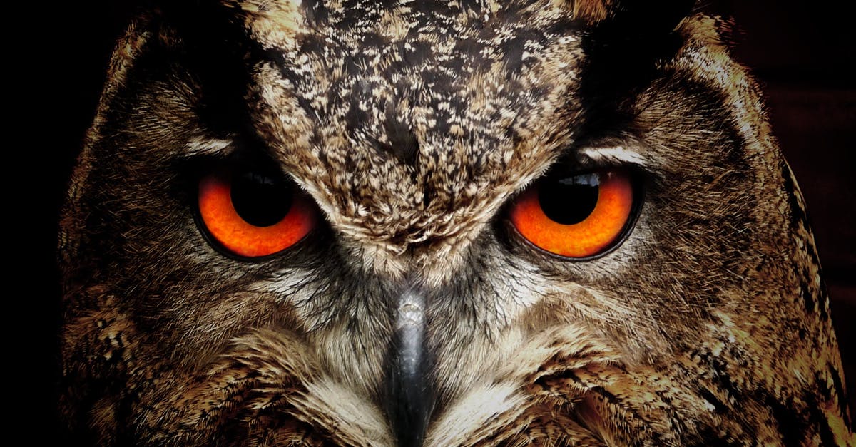 Was the owl that woke up Cousin Vinny real or a prop? - Brown and Black Owl Staring