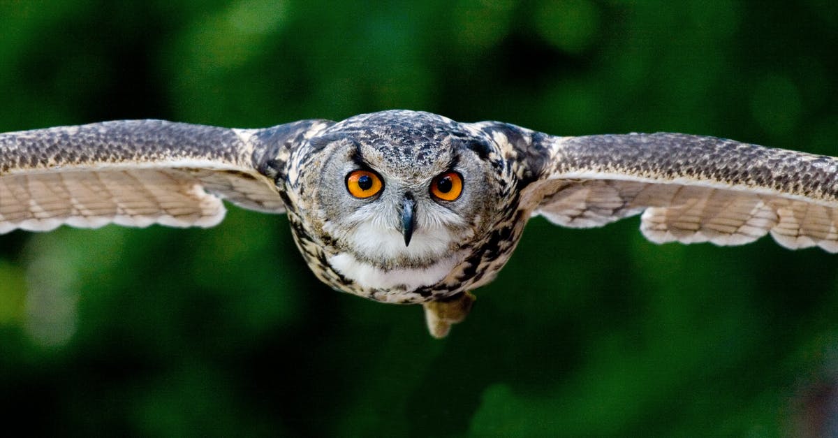 Was the owl that woke up Cousin Vinny real or a prop? - Tanning Photography of Flying Eagle-owl