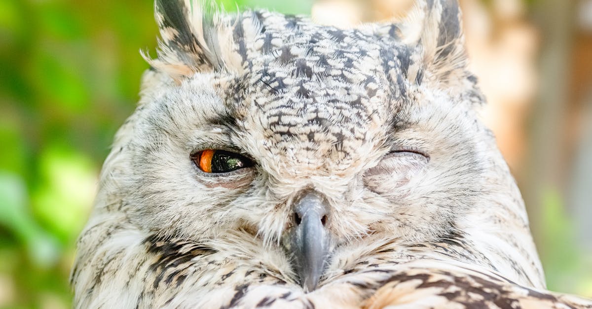 Was the owl that woke up Cousin Vinny real or a prop? - Close-up Photo of Owl with One Eye Open