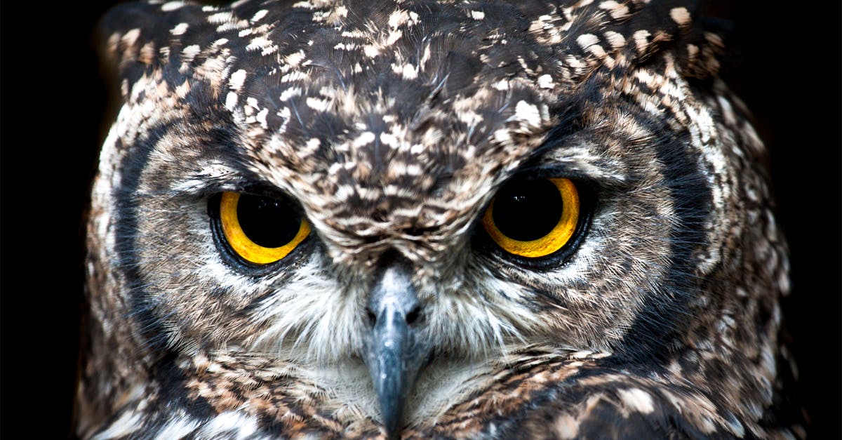 Was the owl that woke up Cousin Vinny real or a prop? - Close Up Photography of Owl