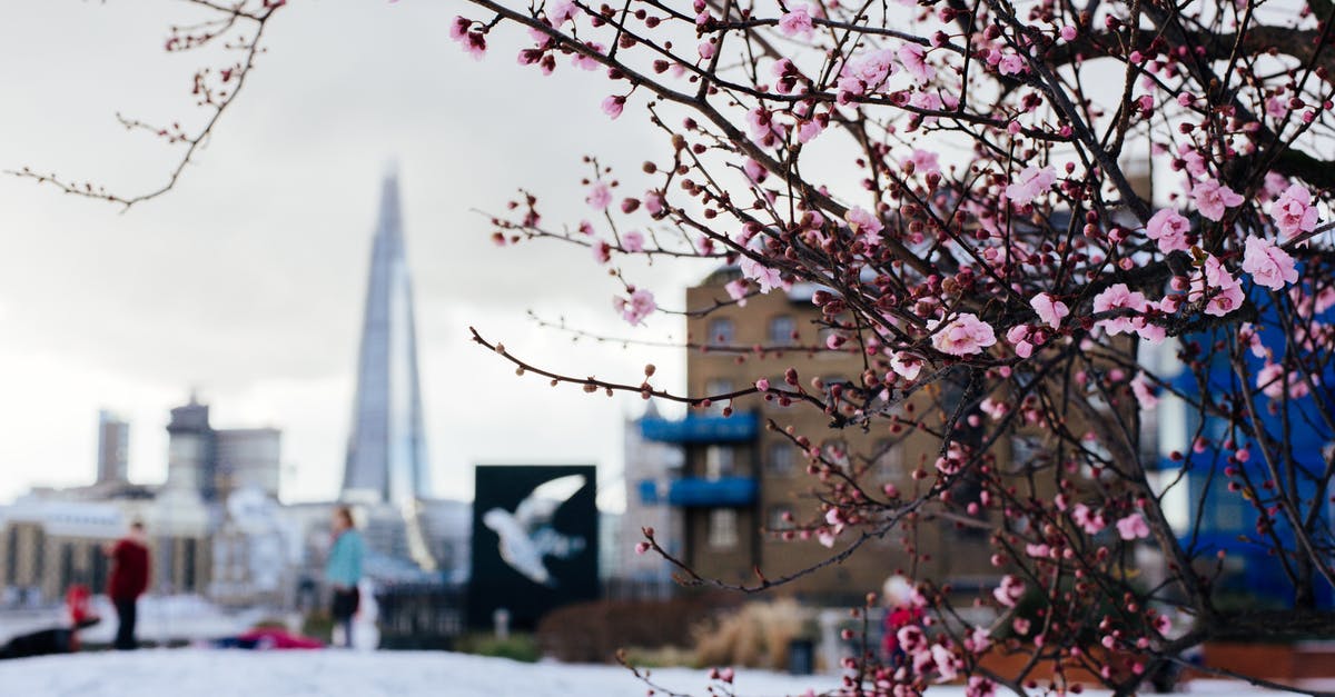 Was the snow globe breaking part of the plan? - Branches of cherry blossom tree with small pink flowers growing in city against buildings on blurred background in winter time