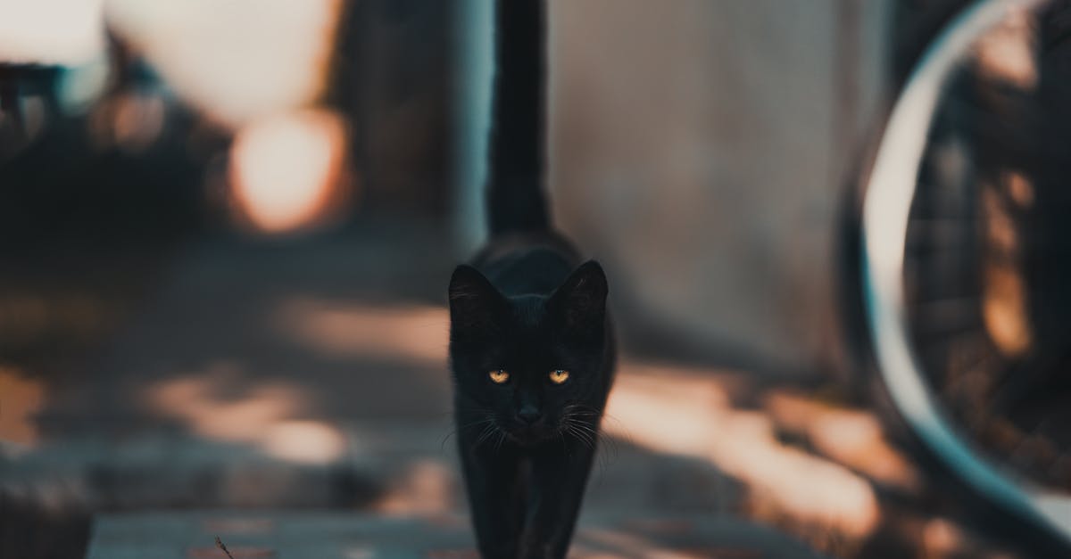 Was the superstition in Vikings historically accurate? - Black Cat Walking on Road