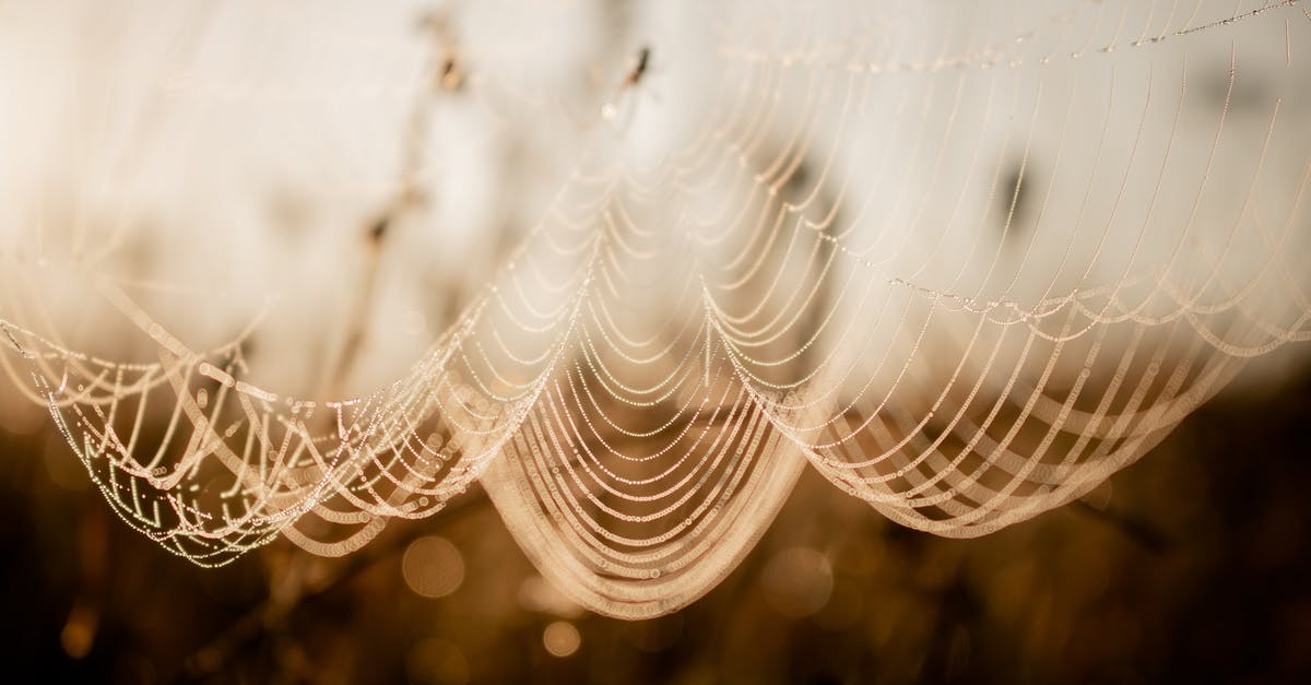 Web premieres to fight piracy? - Water Droplets on Spider Web in Close Up Photography