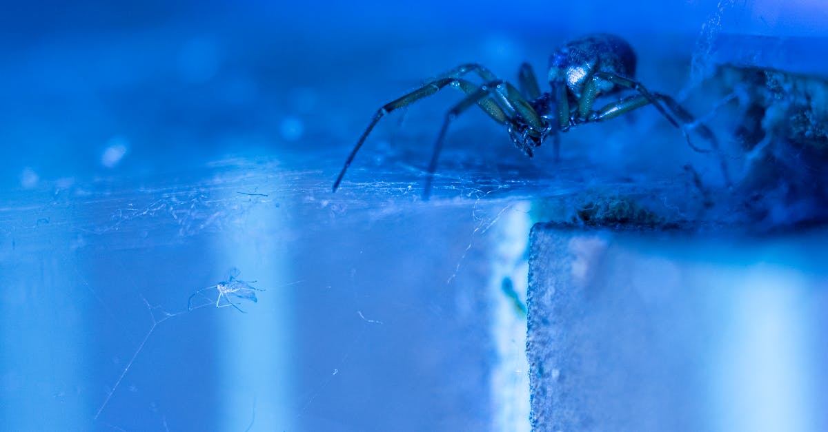 Web premieres to fight piracy? - Black Spider on Web in Close Up Photography