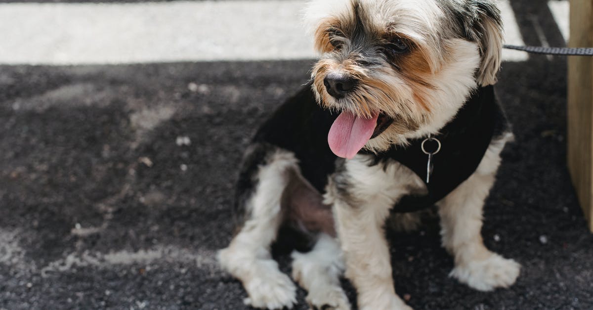 Were the survivors the originals or their tethered counterparts? - Yorkshire Terrier with tongue out in pendant sitting on leash on rough pavement while looking away