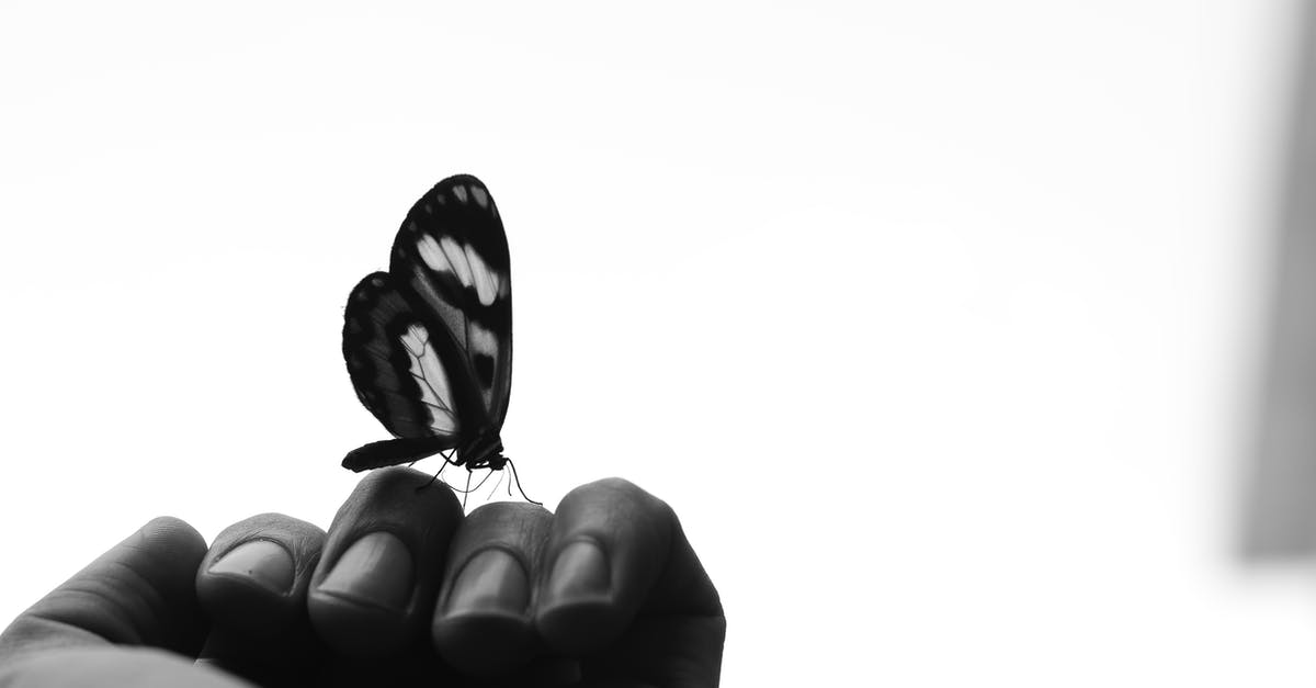West Wing reasoning behind mocking people who say "there but for the grace of God go I?" - Black and white of crop anonymous person showing butterfly with ornament on wings sitting on hand
