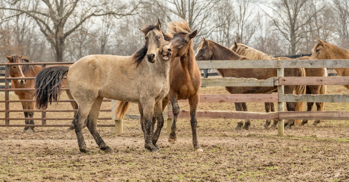 Western with extremely sweat-lathered horses [closed] - Two Brown Horses Beside Wooden Fencee