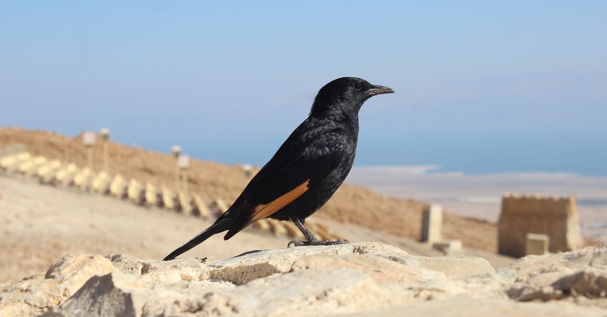 What's the significance of "Shallow Depth of Field" effect? - Cuervo en Masada National Park, Israel