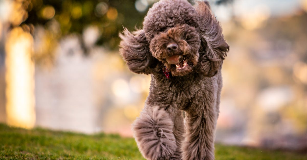 What's the significance of "Shallow Depth of Field" effect? - Brown Poodle Walking on Grass Field