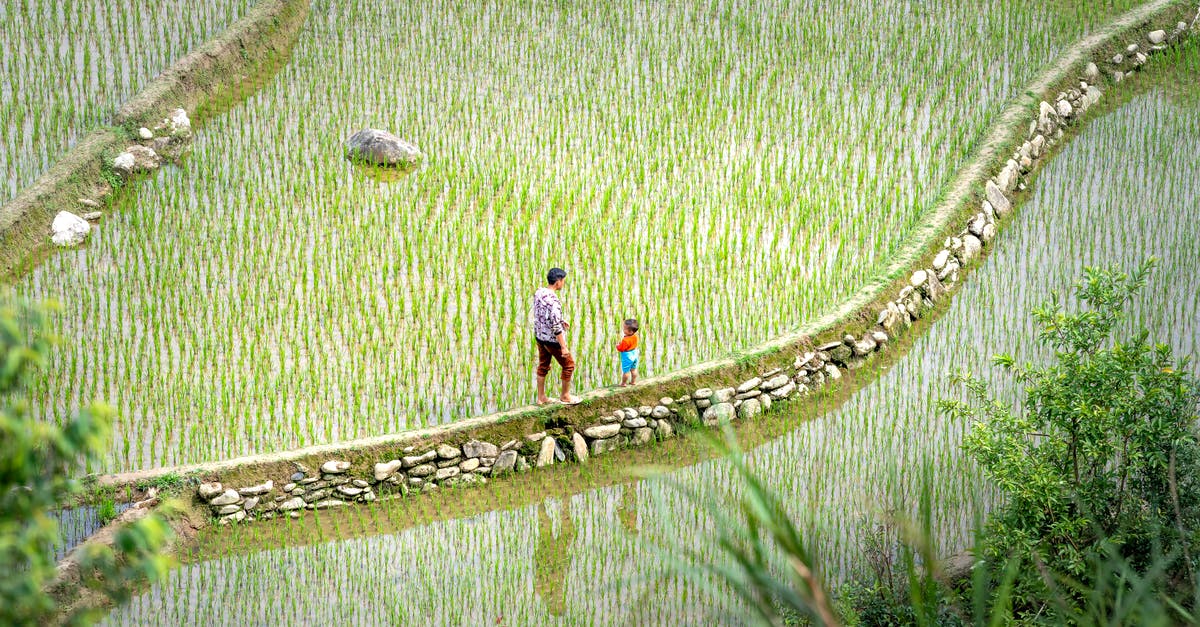 What's the significance of the scene where the twins encounter a man burning a field in Goodnight Mommy? - Side view of unrecognizable male standing with little boy on walkway among rice plantations in countryside in summer