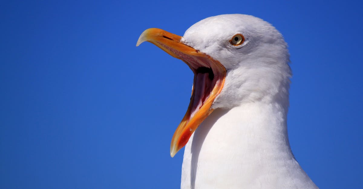 What's the significance of this seagull with missing eye? - White Bird