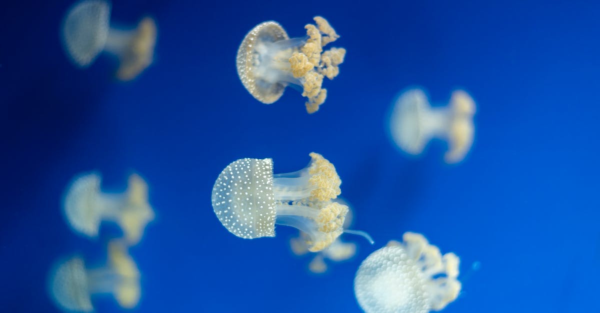 What's up with all the jellyfish? - White and Blue Jellyfish in Blue Water