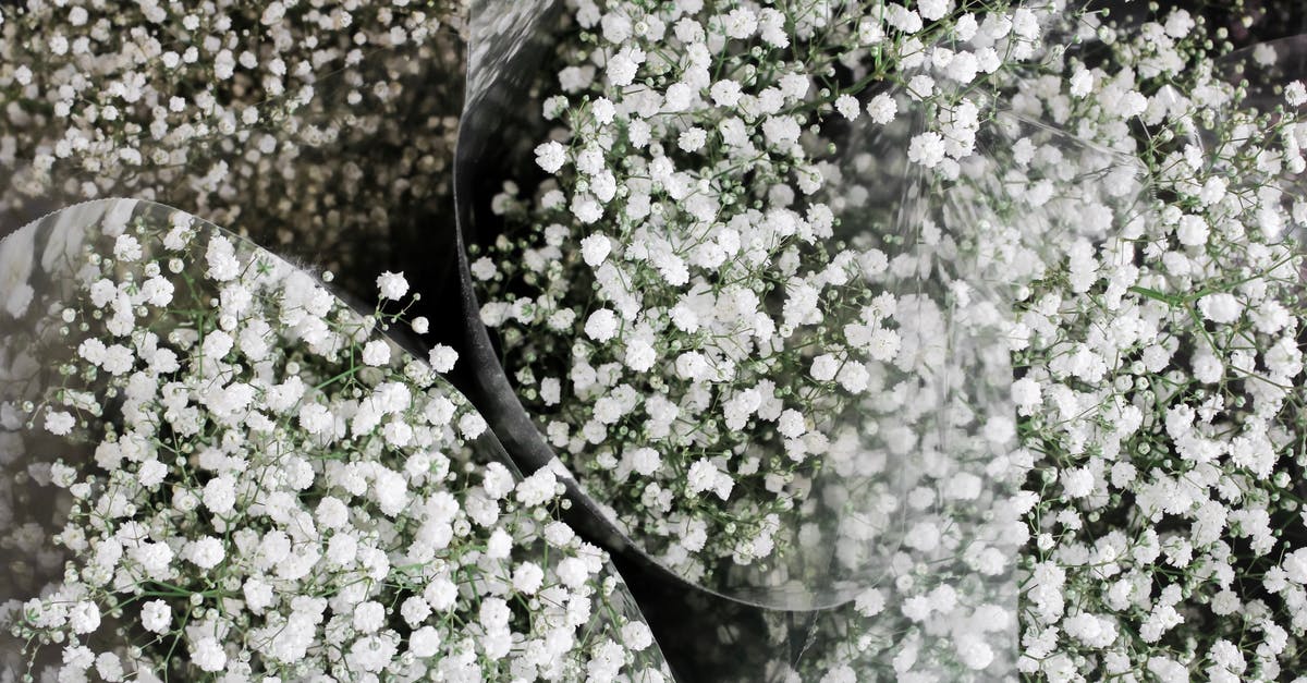 What's with the secrecy of Judi Dench's M's identity? - Bunches of Gypsophila in buckets in flower shop