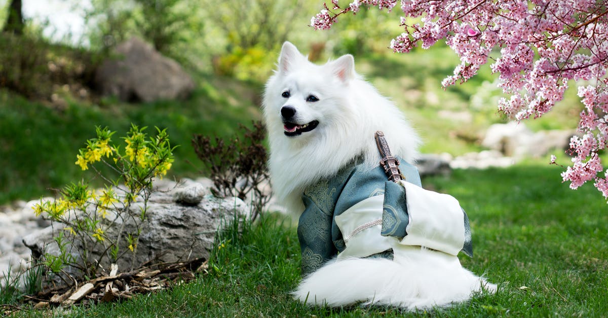 What all was on Max's back? - Samoyed Wearing Kimono Costume on Park 