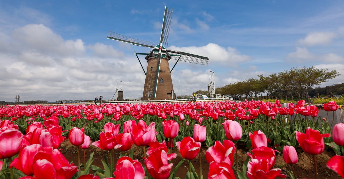 What are the younger and aged Unknowns triggering in the Power Plant? - Blooming tulip field near windmill in countryside