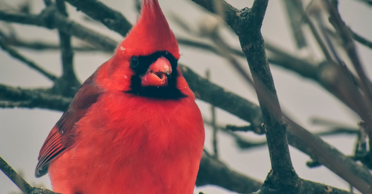 What cardinal rule did Marcus break? - Red Bird on Brown Tree Branch
