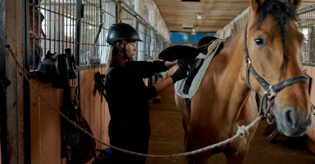 What characteristics tie anime styles together? - Side view of focused young lady in black outfit and helmet caressing obedient horse and preparing for riding while standing in barn