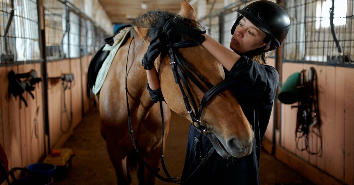 What characteristics tie anime styles together? - Young horsewoman in helmet and gloves tying bridle of adorable purebred bay dun horse standing in stable in countryside