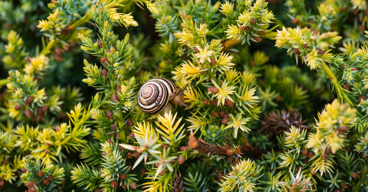 What did Colonel Kurtz mean by his story of a snail on a razor? - Black and White Snail on Green Plant
