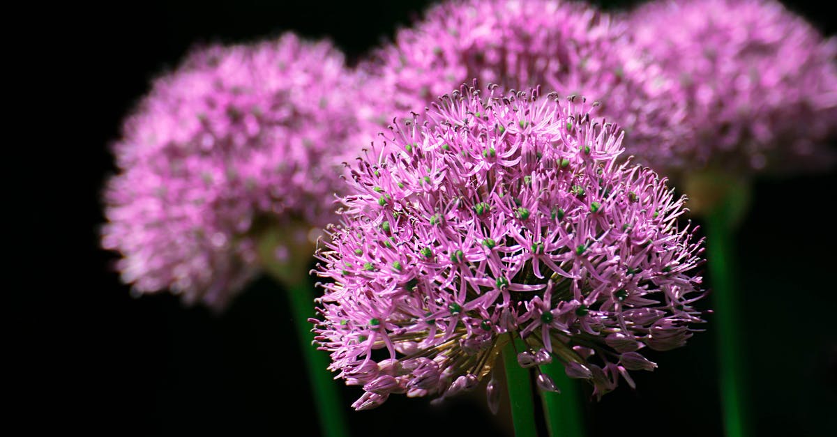 What did Lila truly want from Dexter? - Selective Focus Photo of Purple Allium Flowers