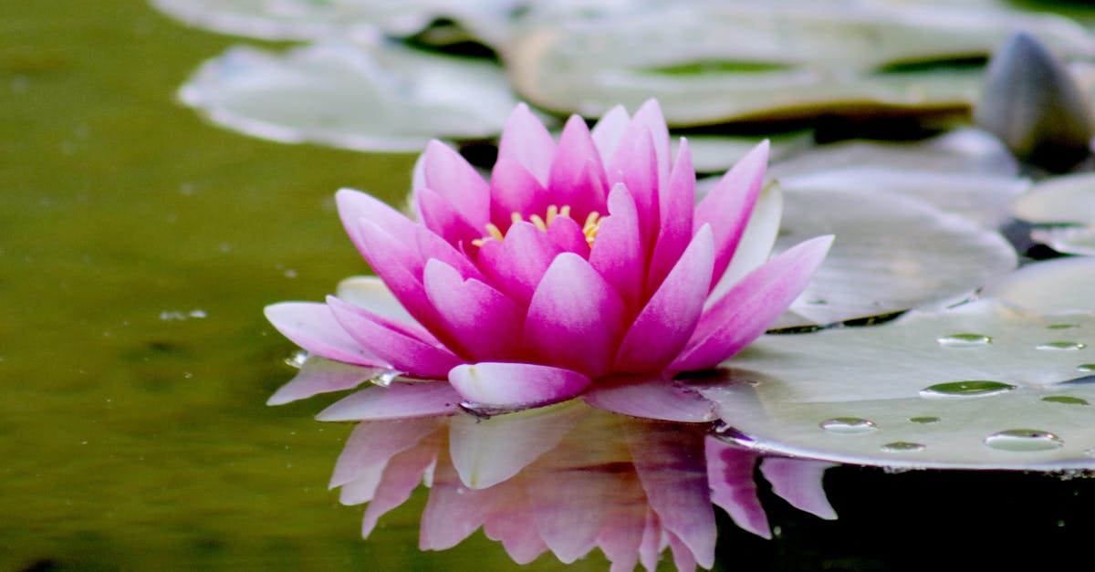 What did Lily really say? - Pink Water Lily Flower on Water