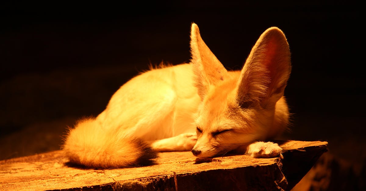 What do the red fox and scorpion tail represent in these movies? [closed] - Fennec fox with long ears and fluffy tail sleeping on wood in yellow light