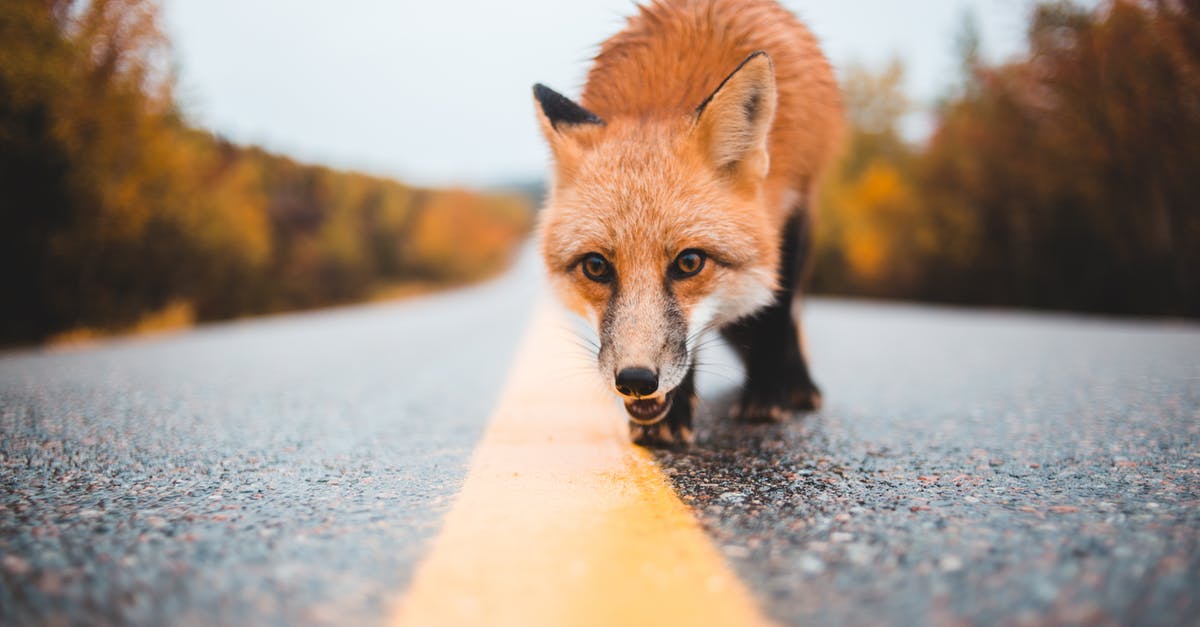 What do the red fox and scorpion tail represent in these movies? [closed] - Ground level of curious dangerous wild red fox walking on wet road near woods