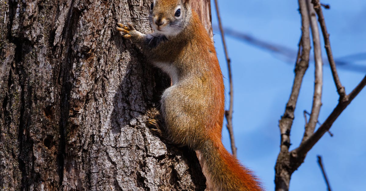 What do the red fox and scorpion tail represent in these movies? [closed] - Brown Squirrel on Brown Tree Trunk