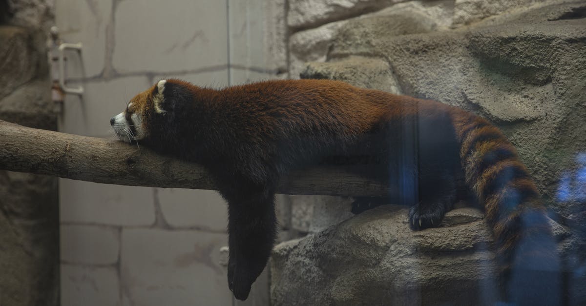 What do the red fox and scorpion tail represent in these movies? [closed] - Funny red panda resting on wooden trunk