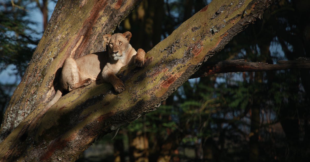 What do we know about the Jaffa? Are they are distinct species from humans? A subspecies? - Lioness resting on tree in woodland
