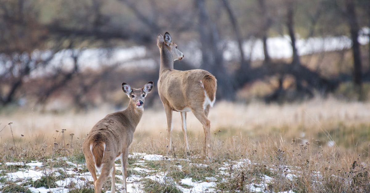 What does 'Drama' actually mean? - Deer on a hill