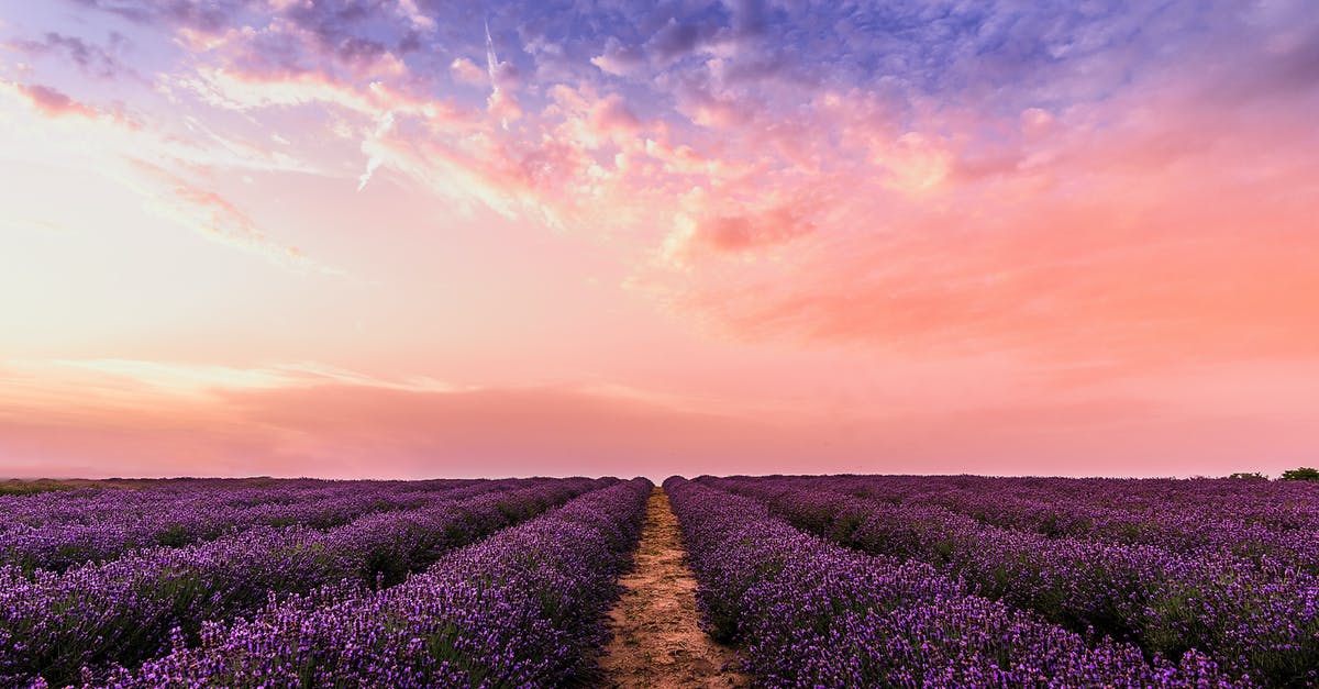 What does Haissam Haqqani say in episode 10 of season 4? - Photo Lavender Flower Field Under Pink Sky