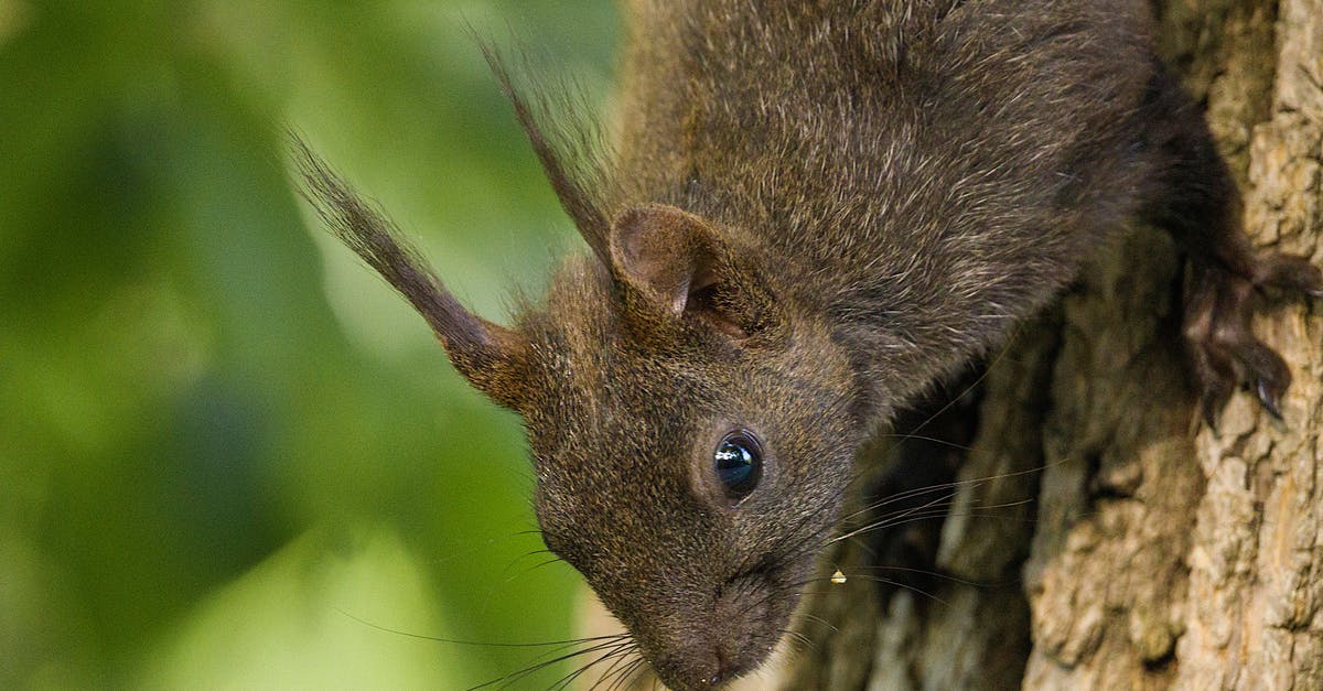 What does it mean, "Put a little bark on that and I'll bite"? - Brown Squirrel on Brown Tree Trunk