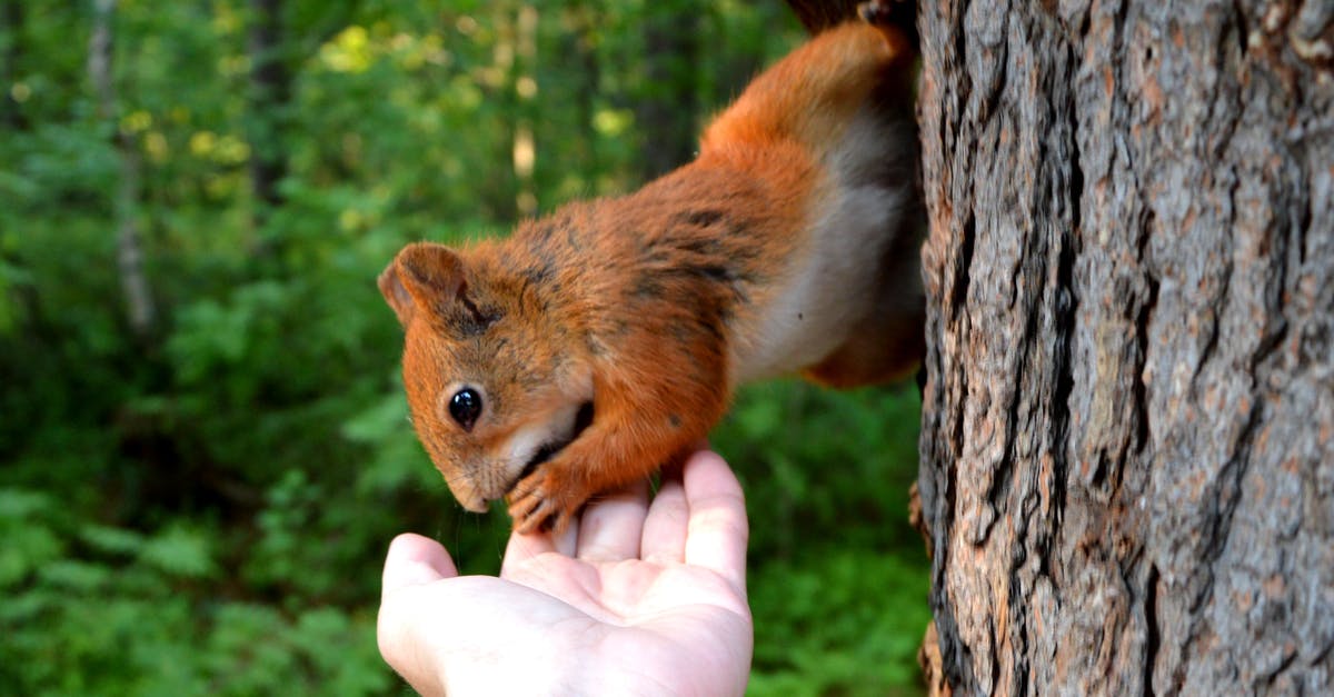 What does it mean, "Put a little bark on that and I'll bite"? - Squirrel Biting Person's Hand