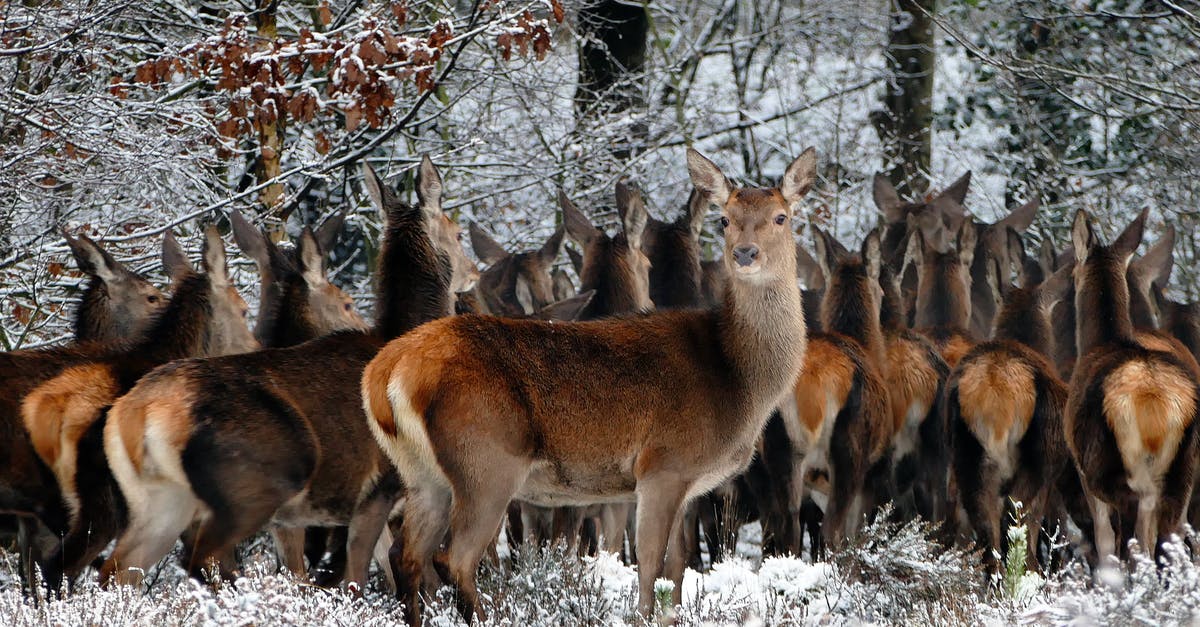 What does the '3' mean? - Herd of Deer on Forest