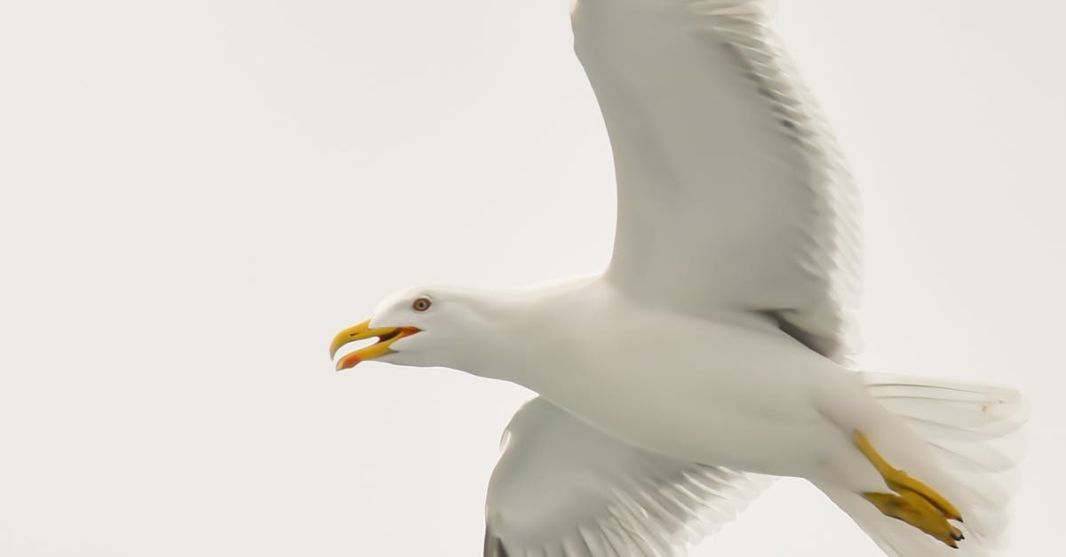 What does the bird symbolize in Arrival? - White and Black Seagull