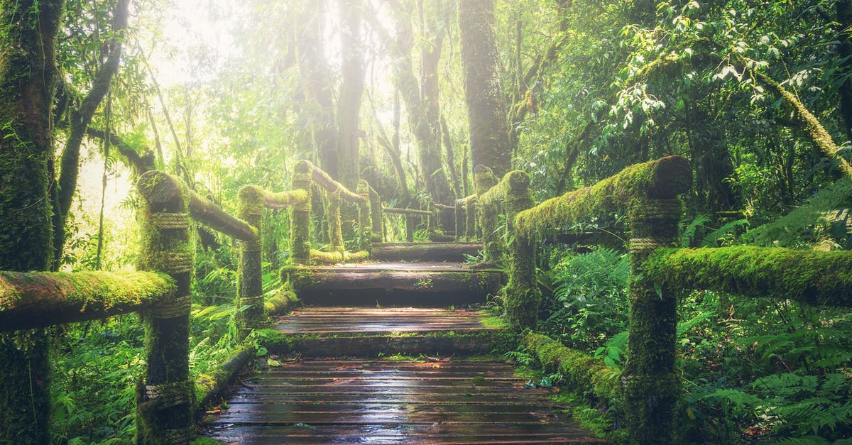 What does the colour green symbolise in the Maze Runner? - Wooden Bridge on Rainforest