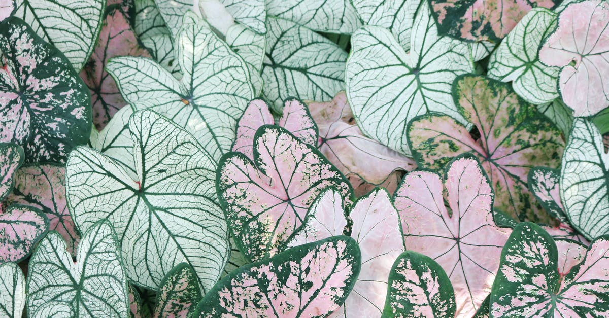 What does the colour green symbolise in the Maze Runner? - Photo of Leaves